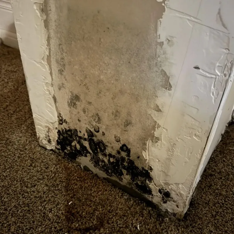 Professional Mold Removal in Golden Hills, CA